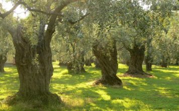 Ημερίδα για την ελιά από την “Ένωση Αγρινίου”