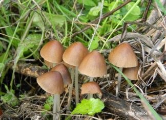 Βελανιδοδάσος Ξηρομέρου: Ο παράδεισος των μανιταριών