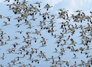 Γνωρίστε τους «Ερωδιούς» του Μεσολογγίου