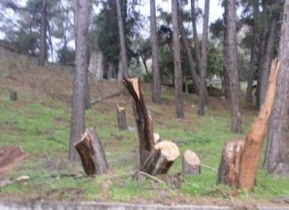 Όργιο λαθροϋλοτομίας στα πεύκα του παλιού χωριού Καραϊσκάκης