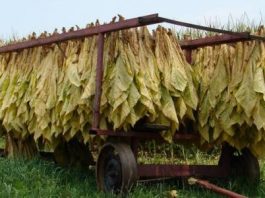 Μεταποιητικές μονάδες καπνού προτείνει με ερώτησή της η Ν. Φούντα