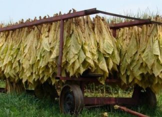 Συμφωνία με Philip Morris για απορρόφηση των ελληνικών καπνών