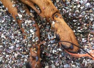 Ναύπακτος : Έδεσαν με σύρμα τα πόδια σκύλου και τον πέταξαν στην θάλασσα