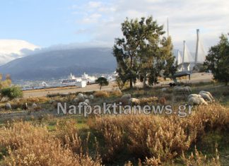 Εργοταξιακοί χώροι Γέφυρας: Φιλέτα – βοσκότοποι