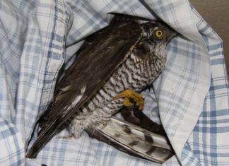 Θερίζουν οι λαθροκυνηγοί στον Αμβρακικό – Άλλο ένα τρυαματισμένο αρπακτικό