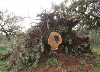 Συνεχίζεται το έγκλημα στο βελανιδοδάσος Ξηρομέρου – Ξεριζώνουν τις βελανιδιές με σκαπτικά μηχανήματα!