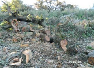 Σε μέλος δασικού συνεταιρισμού έφτασαν οι έρευνες για τους 180 ξυλείας στον Θύαμο Αμφιλοχίας