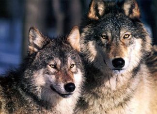 Επιδρομές λύκων σε κοπάδια στην Μακρυνεία