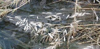 Εκατοντάδες νεκρά ψάρια στη λιμνοθάλασσα του Αιτωλικού