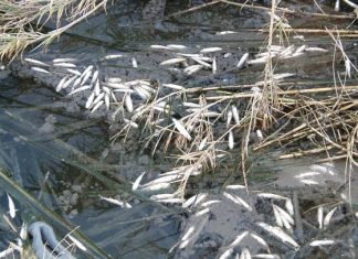 Εκατοντάδες νεκρά ψάρια στη λιμνοθάλασσα του Αιτωλικού