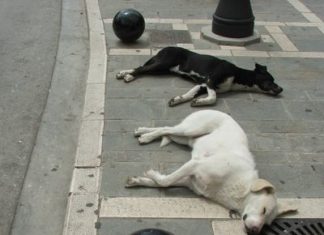 Δηλητηρίασαν αδέσποτα στην περιοχή του Πανεπιστημίου