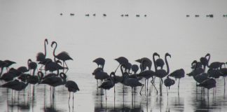 Το Μεσολόγγι των ντόπιων γιορτάζει την Παγκόσμια Ημέρα Υγροτόπων