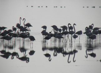 Παγκόσμια Ημέρα Υγροτόπων 2 Φεβρουαρίου