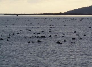 Ένα βίντεο με τις φαλαρίδες στο Αιτωλικό
