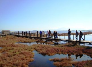 Το οικοσύστημα του Αμβρακικού Κόλπου, ένας παράδεισος για τη χελώνα καρέτα-καρέτα (video)
