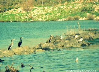 Εκδρομή της Ορνιθολογικής Εταιρείας στο Μεσολόγγι με αφορμή την Παγκόσμια Ημέρα Υγροτόπων