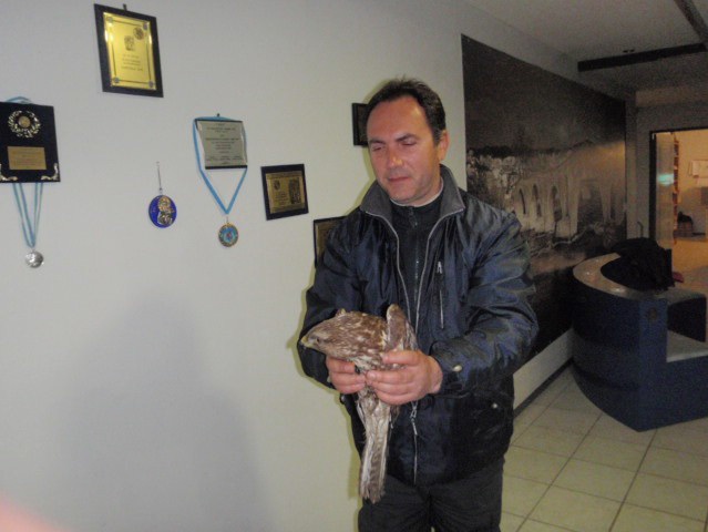 τραυματισμένη γερακίνα