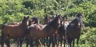 Τη λήψη μέτρων για τα άγρια άλογα, ζητά ο Νεκτάριος Φαρμάκης από το ΥΠΕΝ