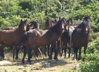Σκότωσαν άγρια άλογα του Πεταλά στην περιοχή της Στράτου