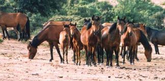 Μελέτη για τη διαχείριση των άγριων αλόγων στην περιοχή του Γαλατά