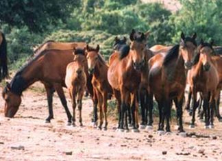Τα άγρια άλογα του Πεταλά