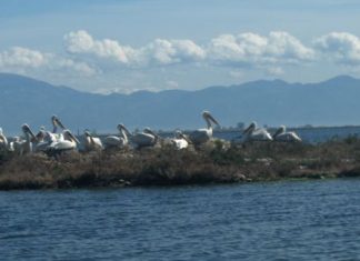 Νέα γενιά αργυροπελεκάνων στη λιμνοθάλασσα