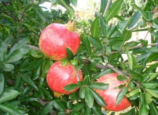 Η Αιτωλοακαρνανία στο “κόλπο” της ροδιάς