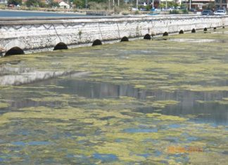 Πρόβλημα με τα φύκια στη λιμνοθάλασσα του Αιτωλικού