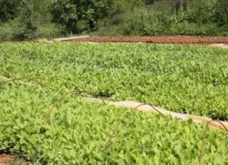 Το Μικρό Θέατρο κερνάει καφέ και κουβέντα με θέμα τα καπνά.