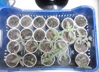 49χρονος καλλιέργούσε χασίς στο Νεοχώρι