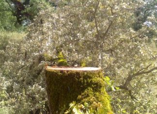 Συνεχίζεται η παράνομη υλοτομία στο βελανιδοδάσος Ξηρομέρου!