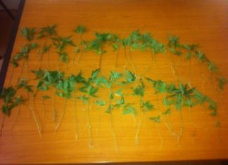 Εντοπίστηκε χασισοφυτεία απέναντι από την Λευκάδα