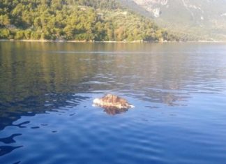 Νεκρή καρέτα – καρέτα σήμερα στον Κάλαμο
