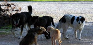 Χρηματοδότηση για καταφύγια αδέσποτων ζώων στους δήμους Αγρινίου, Μεσολογγίου και Ναυπάκτου