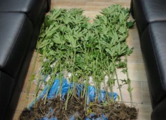 Συνελήφθη 50χρονος στη Ναυπακτία για καλλιέργεια χασίς