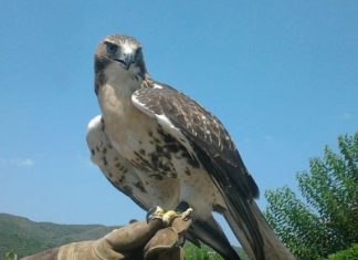 Το γεράκι red tailed hawk εκπαιδεύεται στη Σκουτερά