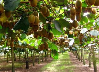 Β. Αποστόλου: Η πρώιμη συγκομιδή ακτινιδίων και χωρίς άδειες δεν πρόκειται να γίνει ανεκτή