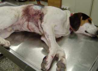 Μήνυση στον ασυνείδητο που πυροβόλησε με αεροβόλο σκύλο στη Ναύπακτο