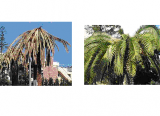 Κρούσμα ρυγχοφόρου σκαθαριού στη περιοχή της Αιτωλοακαρνανίας απειλεί τους φοίνικες