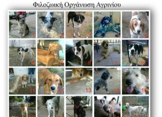 Πως μπορείτε να βοηθείσετε το έργο της Φιλοζωϊκής Οργάνωσης Αγρινίου