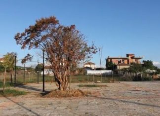 H μεταφύτευση του Δήμου Αγρινίου : άγριο κράξιμο στο youtube