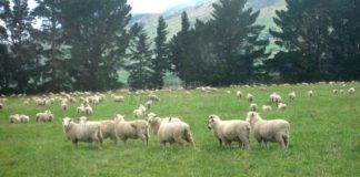 Επιστολή Φαρμάκη σε Βορίδη για τα βοσκοτόπια