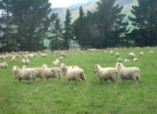 Επιστολή Φαρμάκη σε Βορίδη για τα βοσκοτόπια