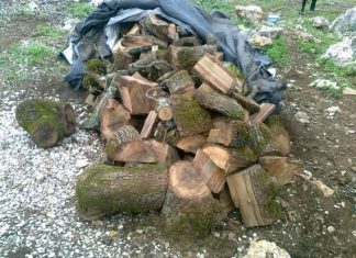 30 τόνοι παράνομης ξυλείας και πάλι στον Θύαμο του Ορεινού Βάλτου