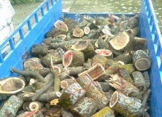 Μπλόκο στο Ρίβιο σε φορτηγό που μετέφερε 5 τόνους παράνομης ξυλείας