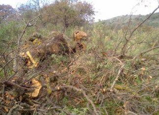 «Έγκλημα» διαρκείας στο Βελανιδοδάσος Ξηρομέρου!