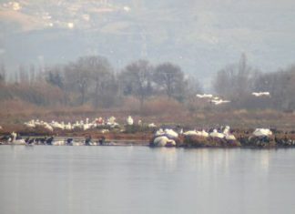 Video με πελεκάνους στην Κλείσοβα