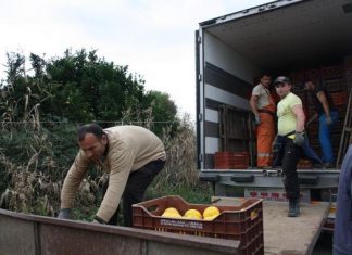 Με αβεβαιότητα η συγκομιδή εσπεριδοειδών