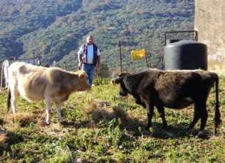 Σπάνια φυλή βοοειδών στο Ξηρόμερο