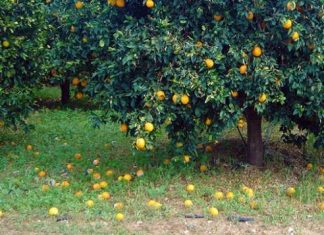 Πλήγμα για τους παραγωγούς εσπεριδοειδών – Ζητούν επανεκτίμηση από τον ΕΛΓΑ